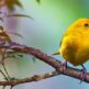 Raj dla obserwatorów ptaków: Odkrywanie różnorodności ptaków na Teneryfie