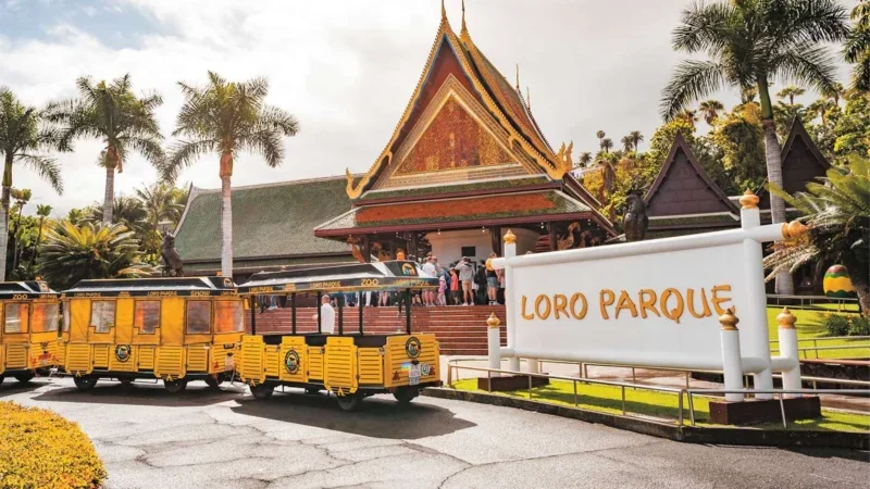 Loro Parque Teneryfa – Odkryj serce naturalnego cudu wyspy